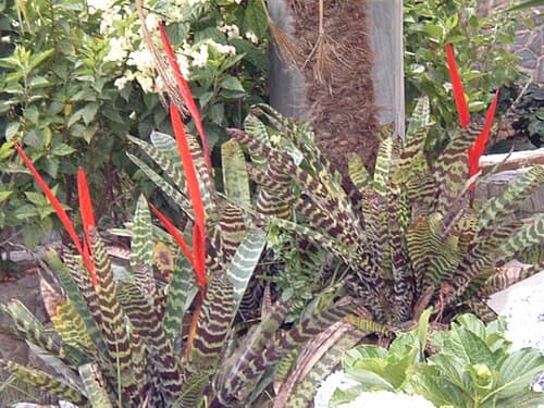 Flaming Sword Bromeliad