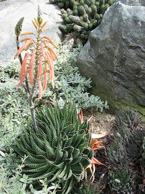 Torch Aloe