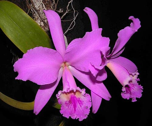 Corsage Orchid