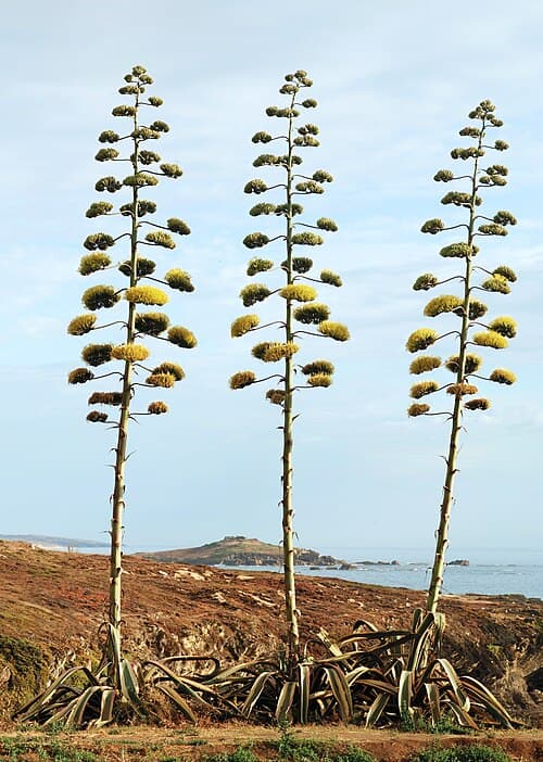 Century Plant