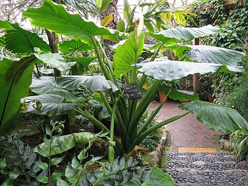 Stingray Alocasia