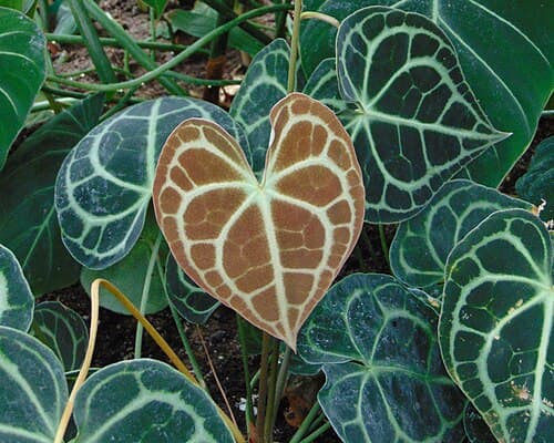 Velvet Cardboard Anthurium