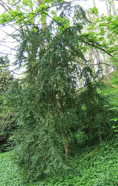Boxwood