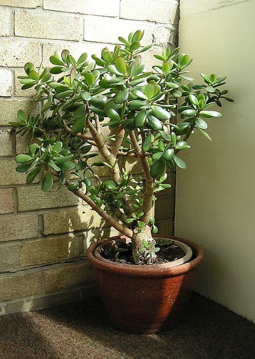 Hobbit Jade
