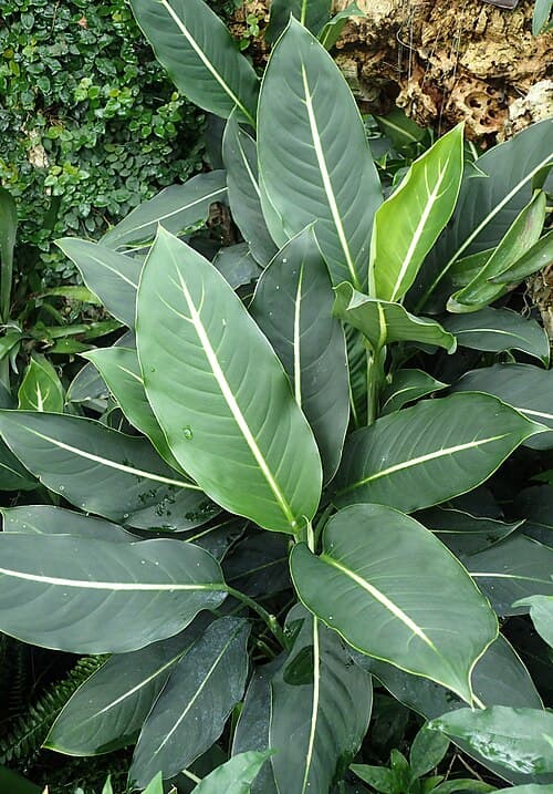 Camille Dieffenbachia