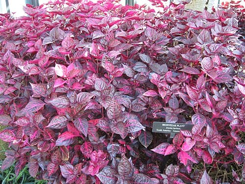Bloodleaf Plant