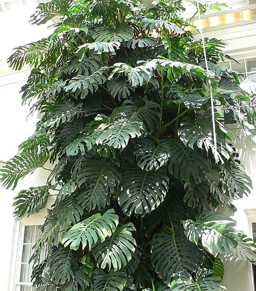 Monstera Albo Variegata