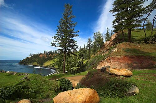 Norfolk Island Pine