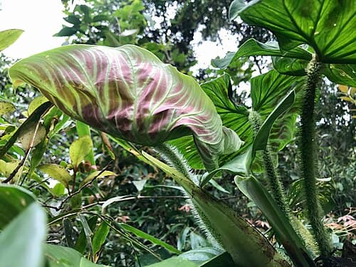 Ecuador Philodendron