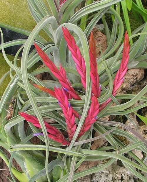 Medusa's Head Air Plant