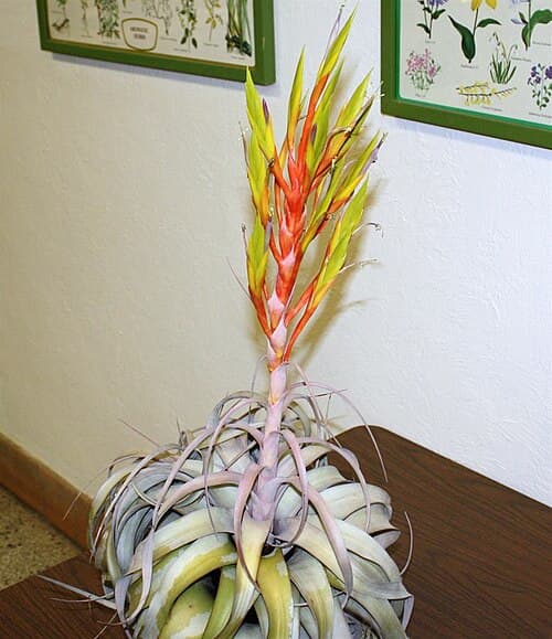 King of Air Plants