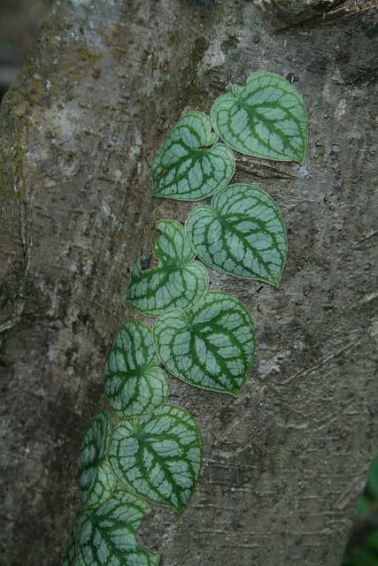 Monstera Dubia